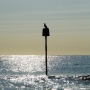 Cormorant on Groyne